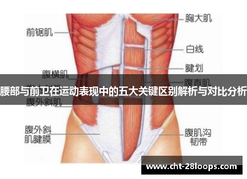 腰部与前卫在运动表现中的五大关键区别解析与对比分析 腰部与前卫在运动表现中的五大关键区别解析与对比分析